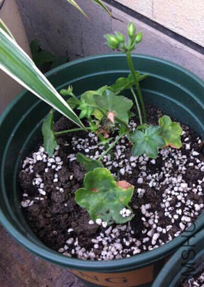 ����С��~~