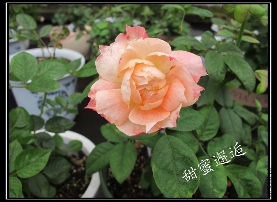 ��Ƭ3 032_����.jpg