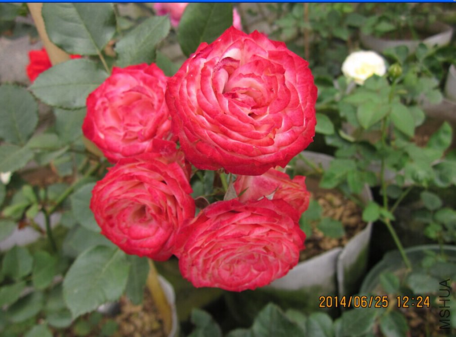 QQͼƬ20140625151523.jpg