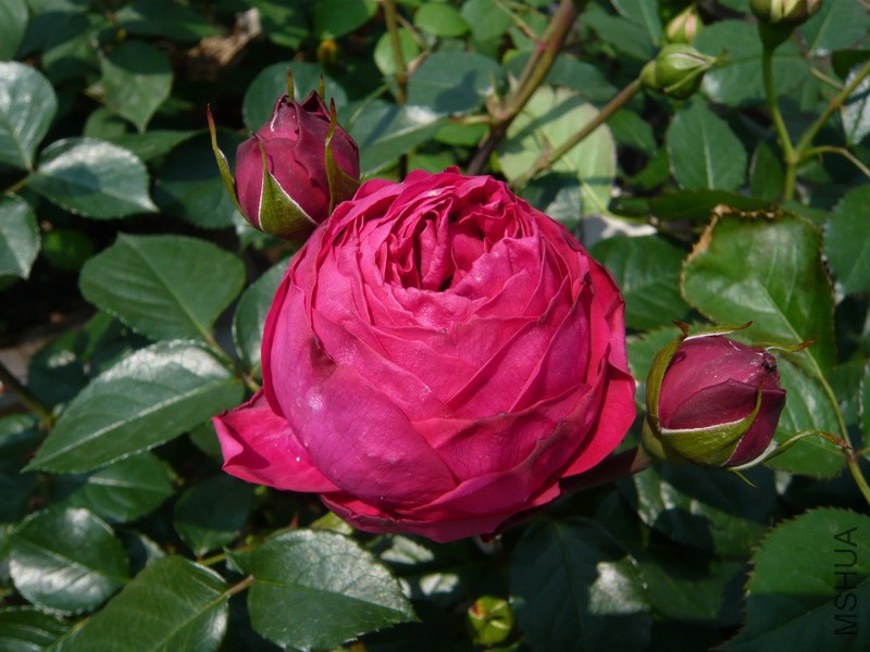 P1030535.lJPG.JPG