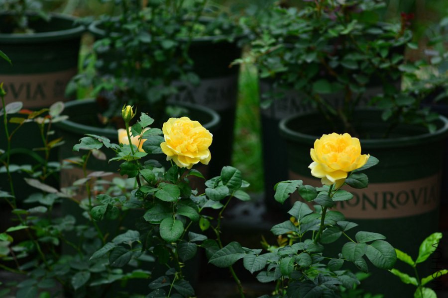 DSC_1463.jpg