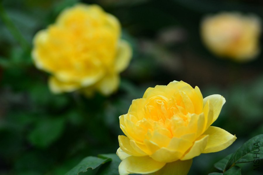 DSC_1467.jpg