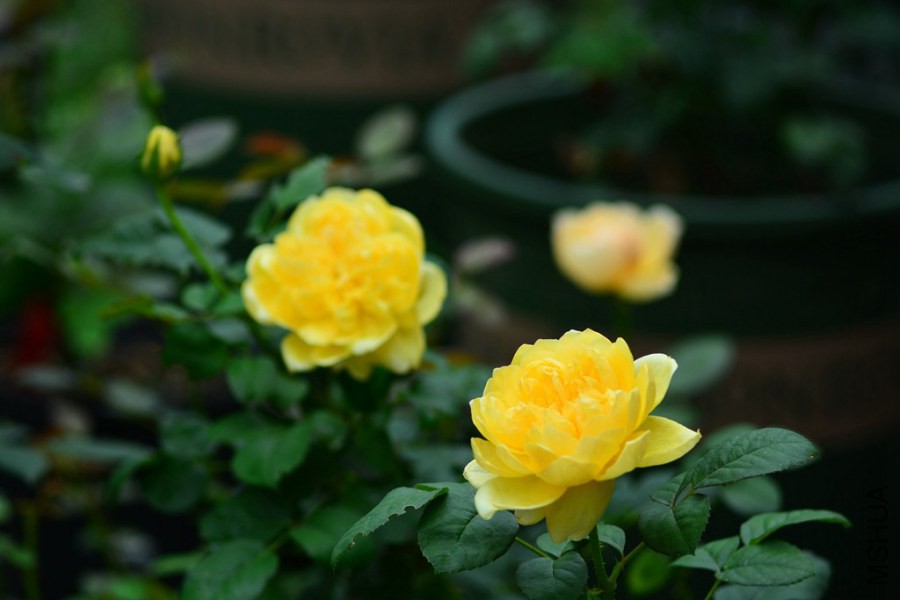 DSC_1468.jpg