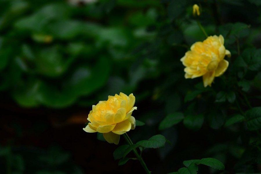 DSC_1479.jpg