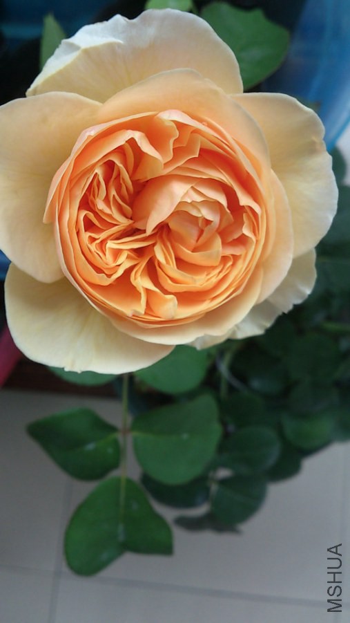 DSC_0896.jpg