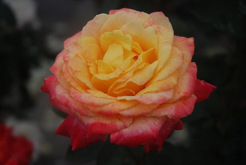 psb (3).jpg