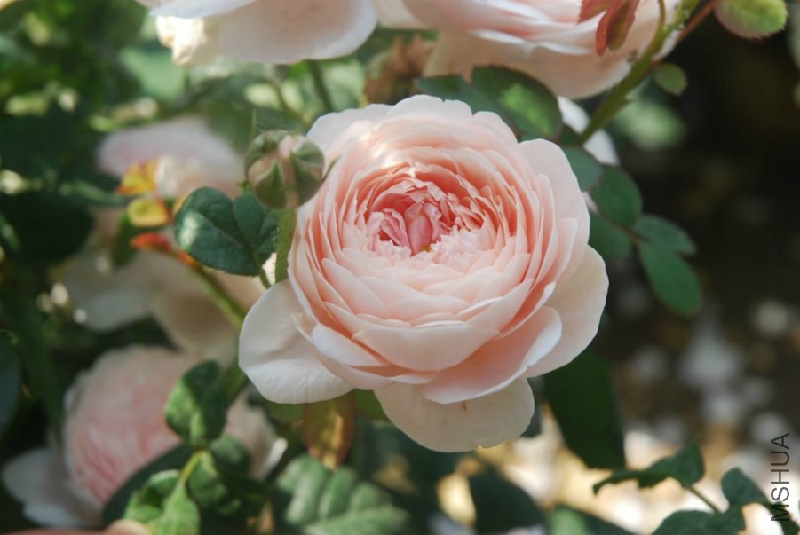 psb (10).jpg