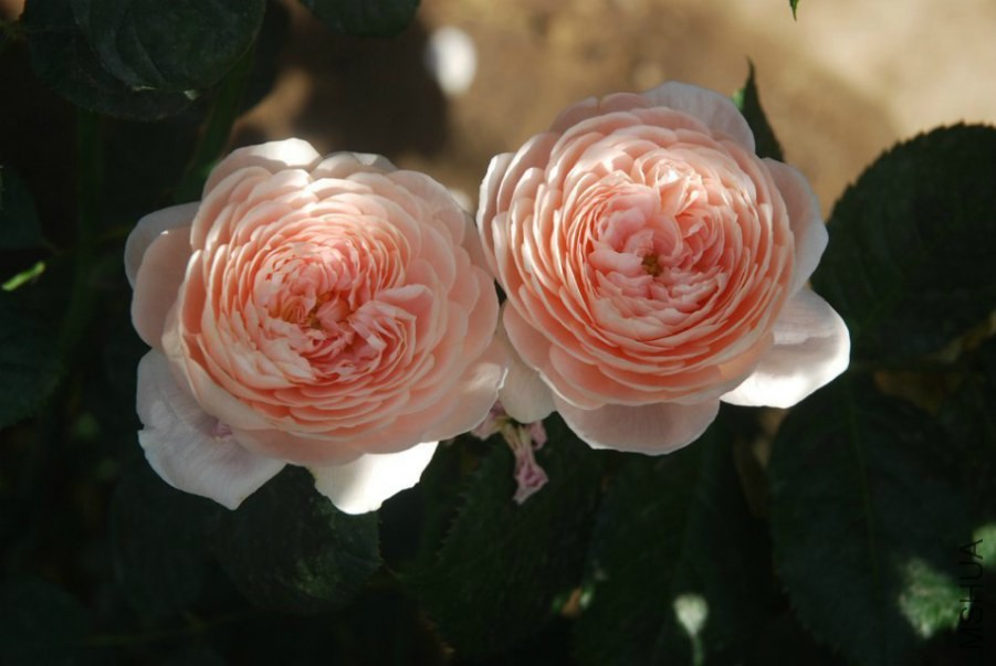 psb (9).jpg