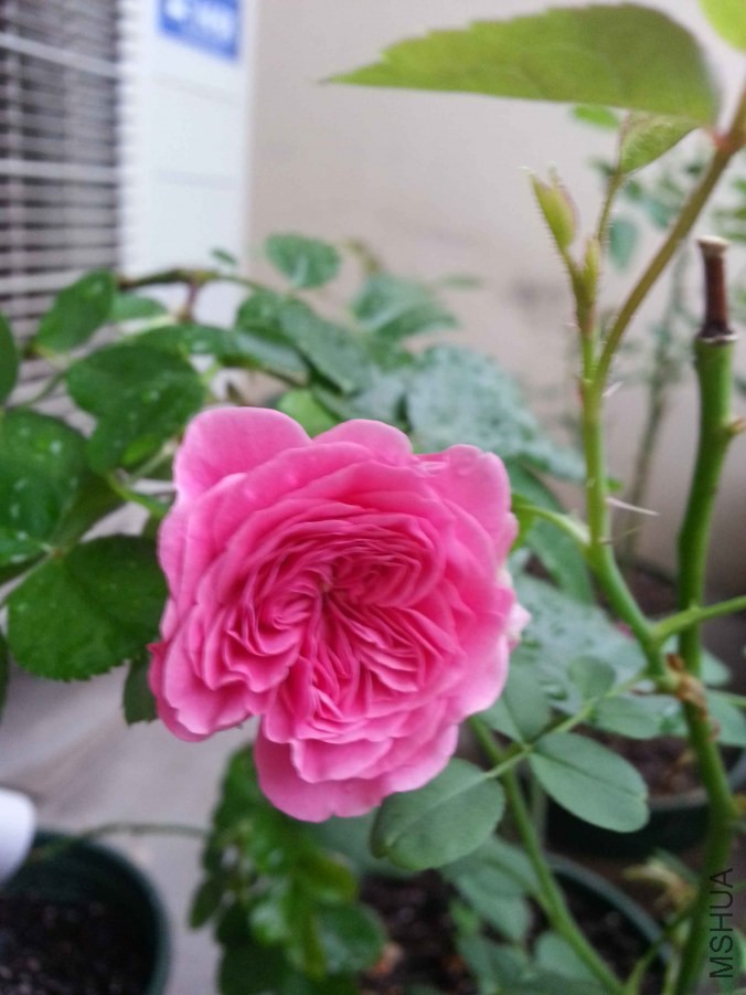 20140626_181048.jpg