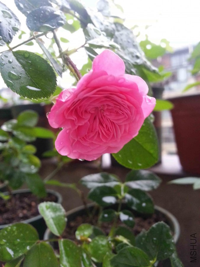 20140626_180917.jpg