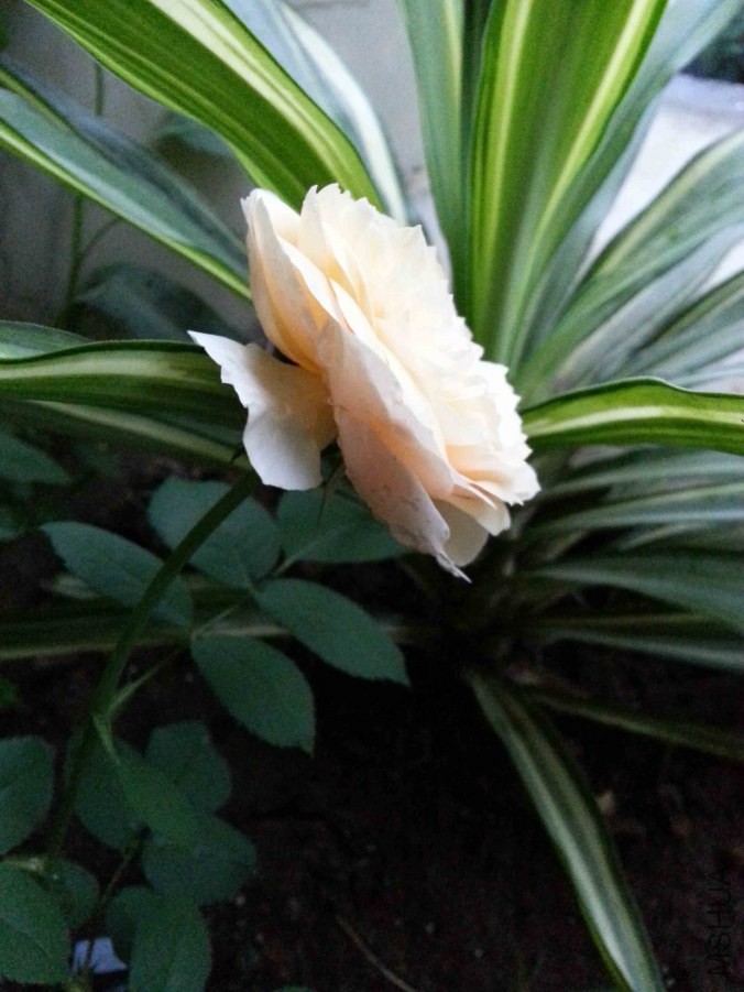 20140625_185453.jpg