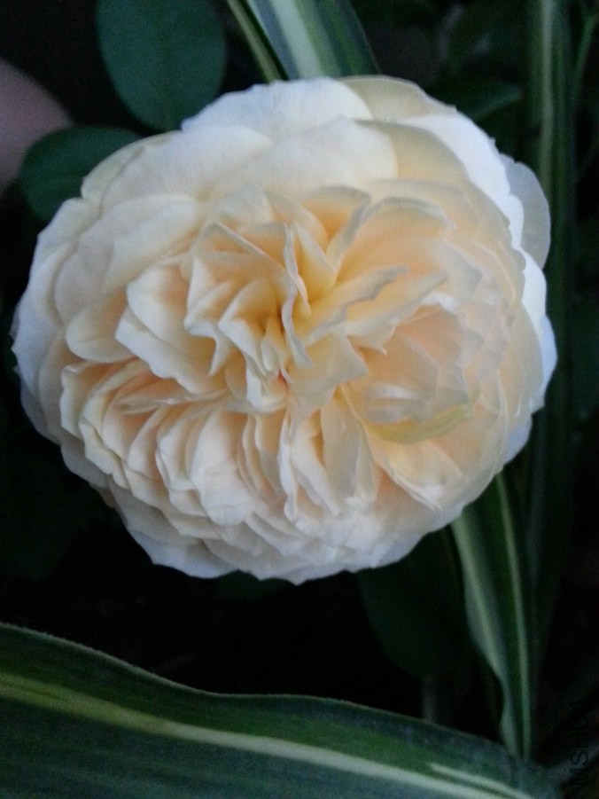 20140625_185507.jpg
