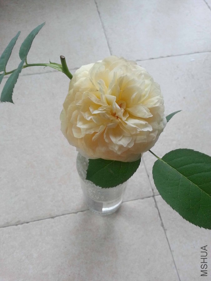 20140626_180116.jpg