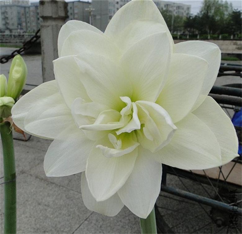 2012081622249865_462_o.jpg