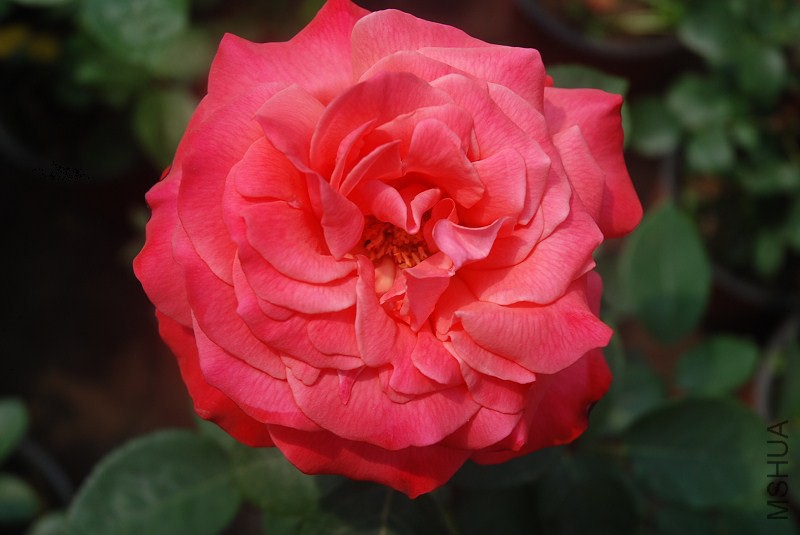 psb (3).jpg