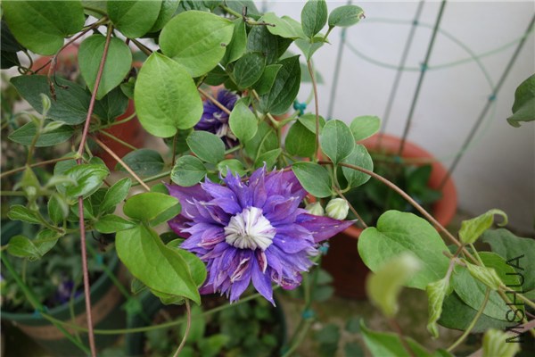DSC03800.jpg