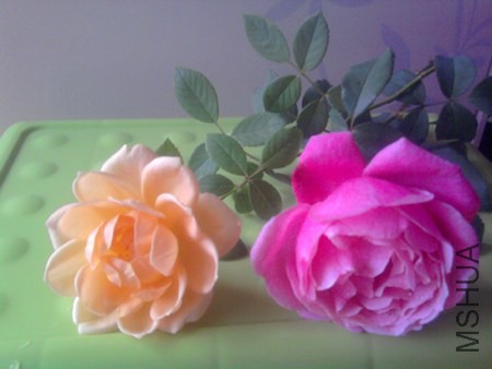 ��Ƭ0476.jpg