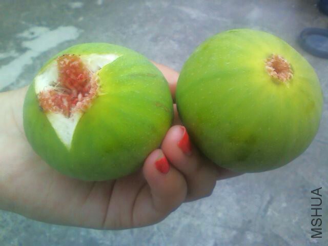 ��Ƥ����