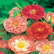 poppy-shirley-double-mixed-poppy-seeds-flower-seeds222.jpg