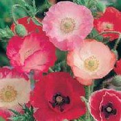 poppy-shirley-single-mixed-poppy-seeds-flower-seeds111.jpg
