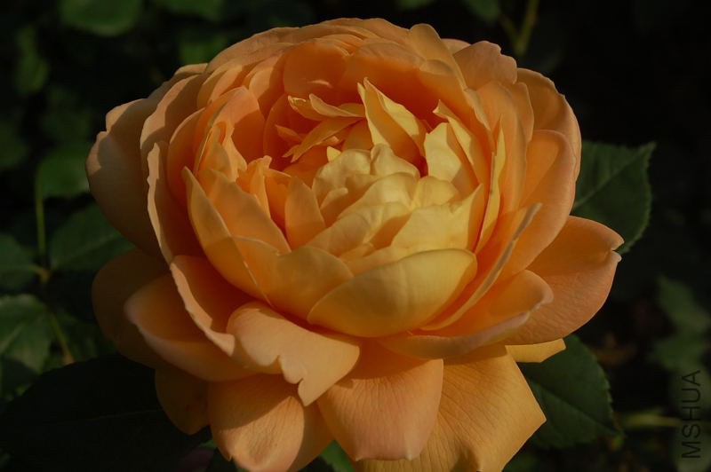 DSC_00340034.JPG