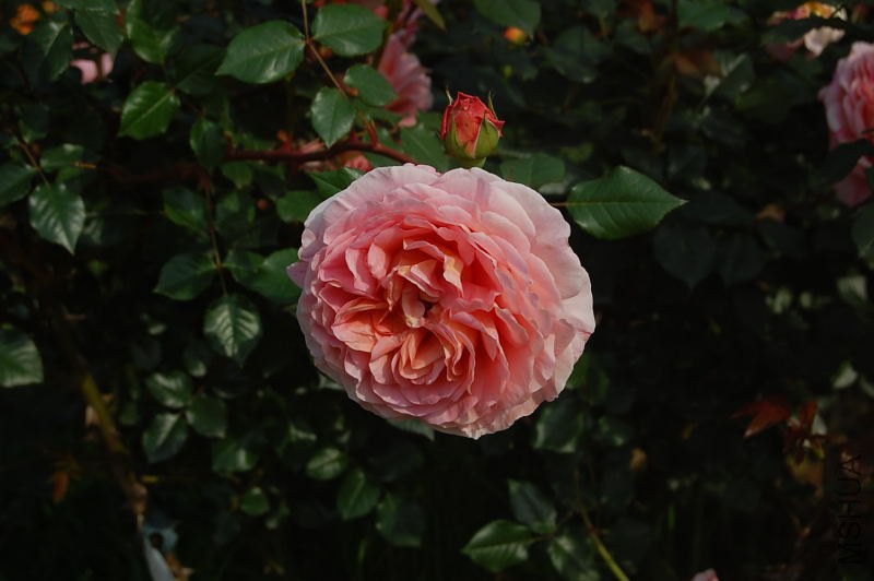 DSC_02190219.JPG