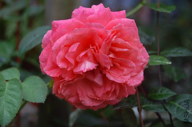 DSC_00050005.JPG