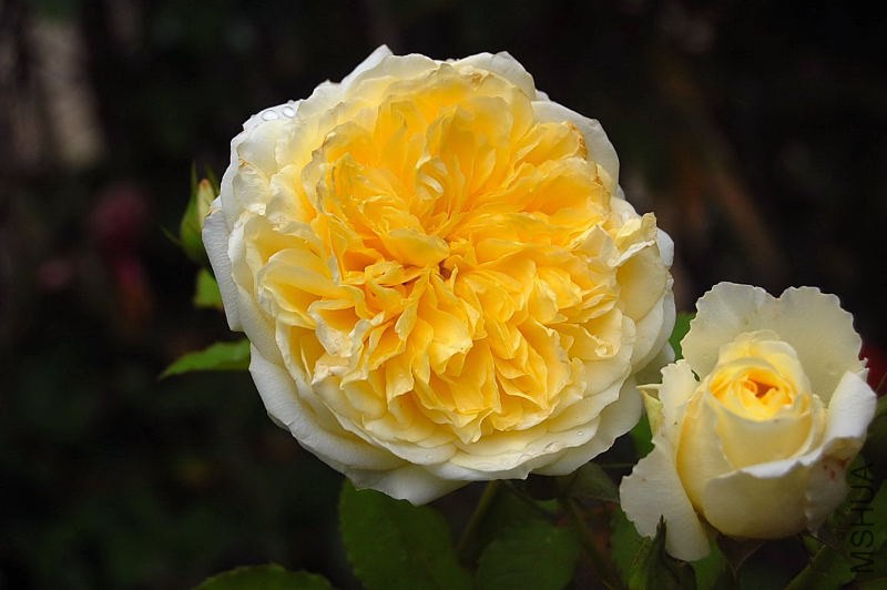 DSC_00530053.JPG