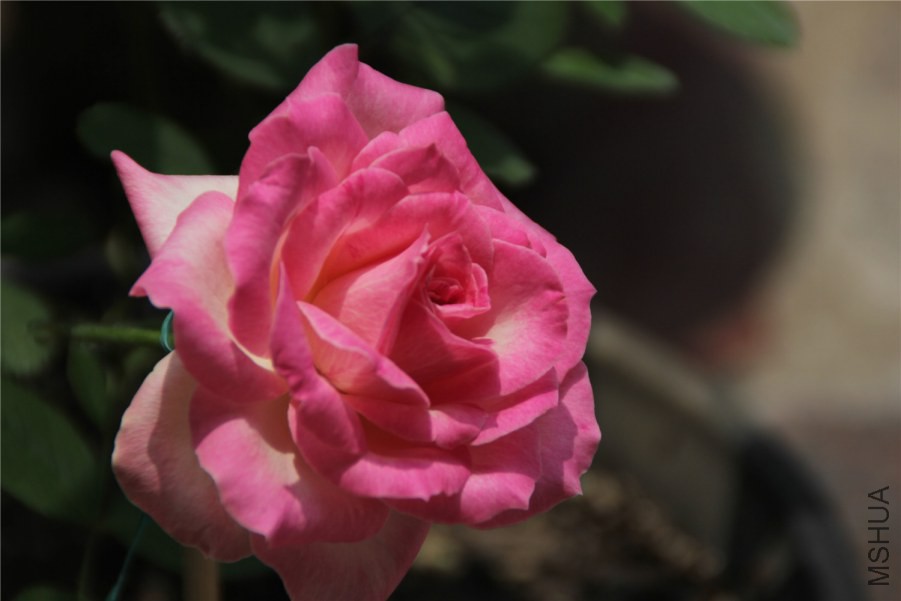 IMG_9155.jpg