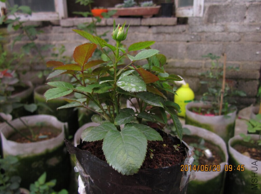 QQͼƬ20140627102953.jpg