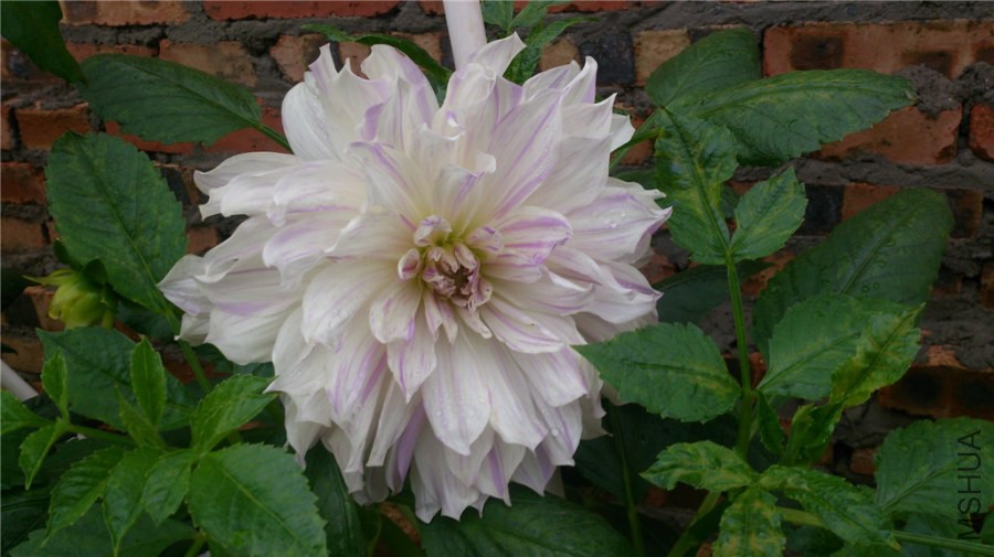 DSC_1104.jpg