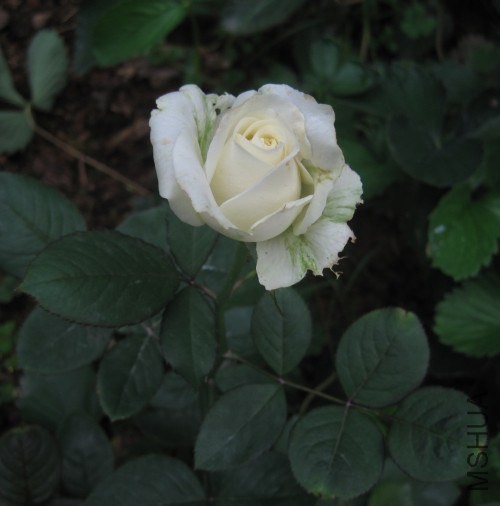 IMG_3316_conew1.jpg