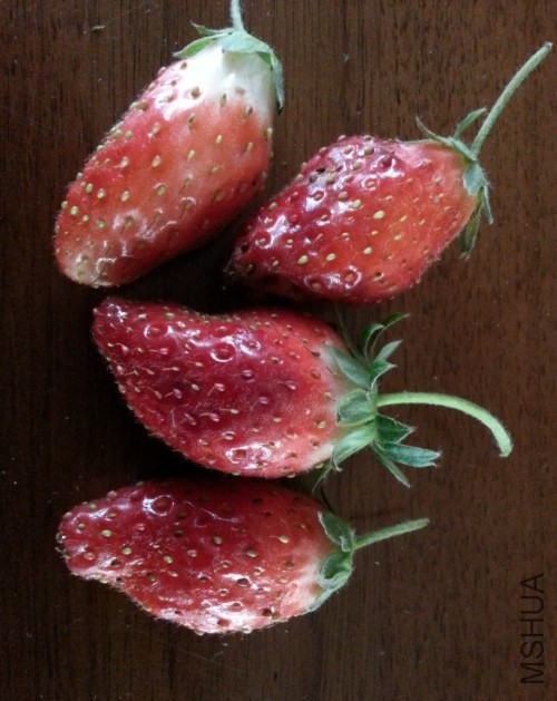 ��ݮ��4.jpg