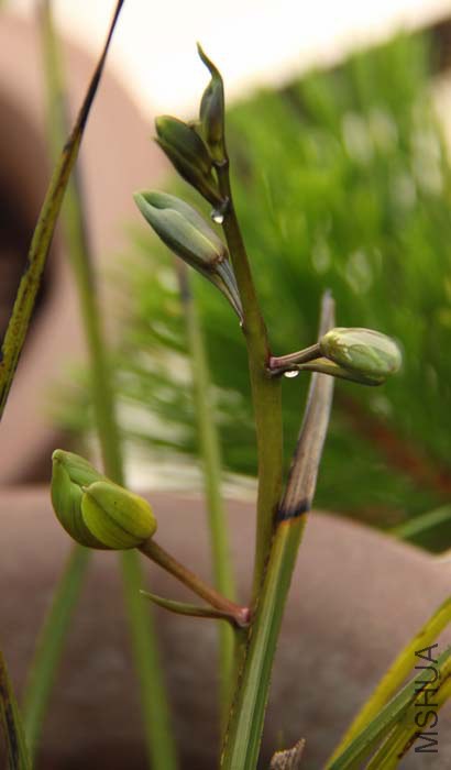 CS_0011.JPG