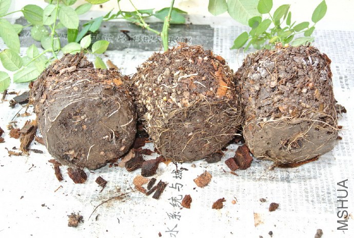 ��ʿ�ᡢ����õ�塢���߷����ϵ.jpg