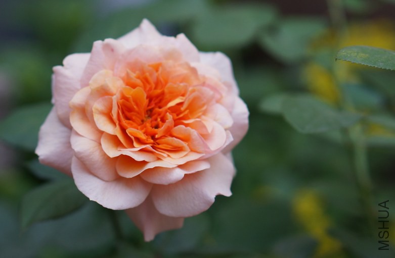 DSC07578_conew1.jpg