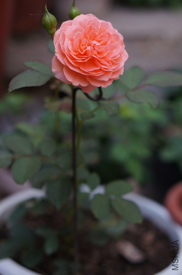 DSC07579_conew1.jpg