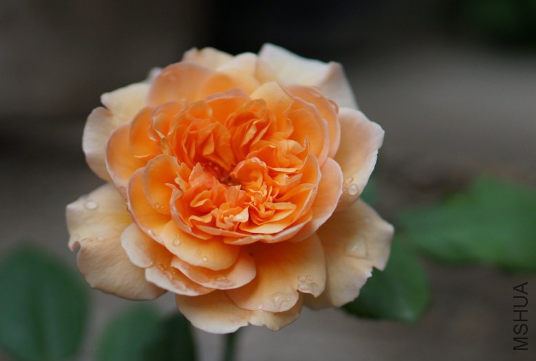 DSC07407_conew1.jpg