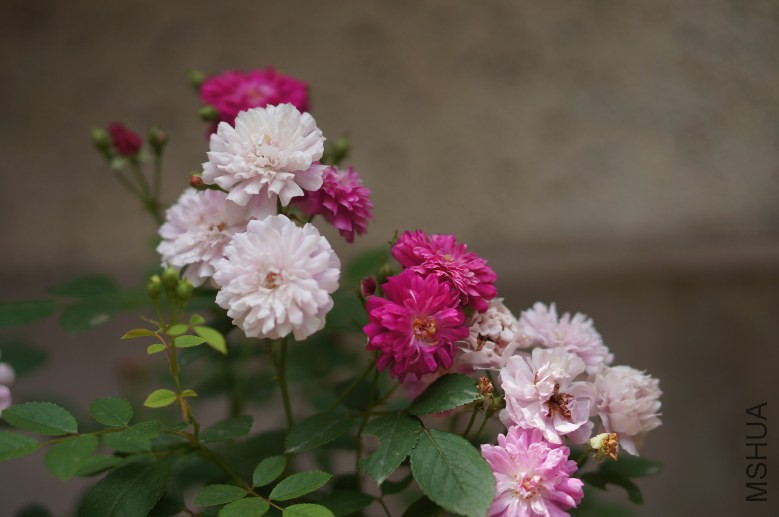 DSC07440_conew1.jpg