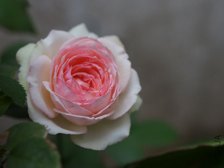 DSC07518_conew1.jpg