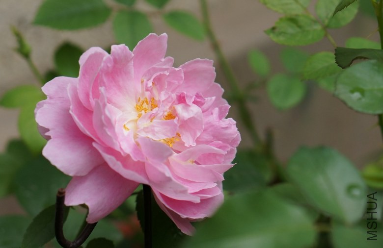 DSC07552_conew1.jpg