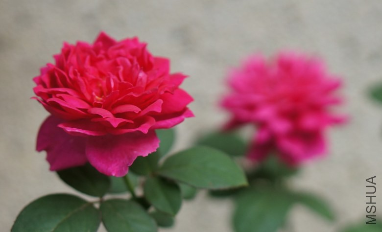 DSC07546_conew1.jpg