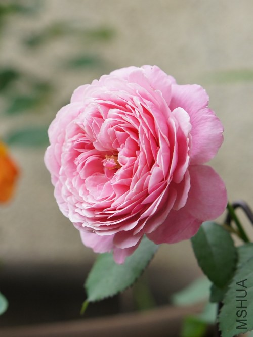 DSC07554_conew1.jpg
