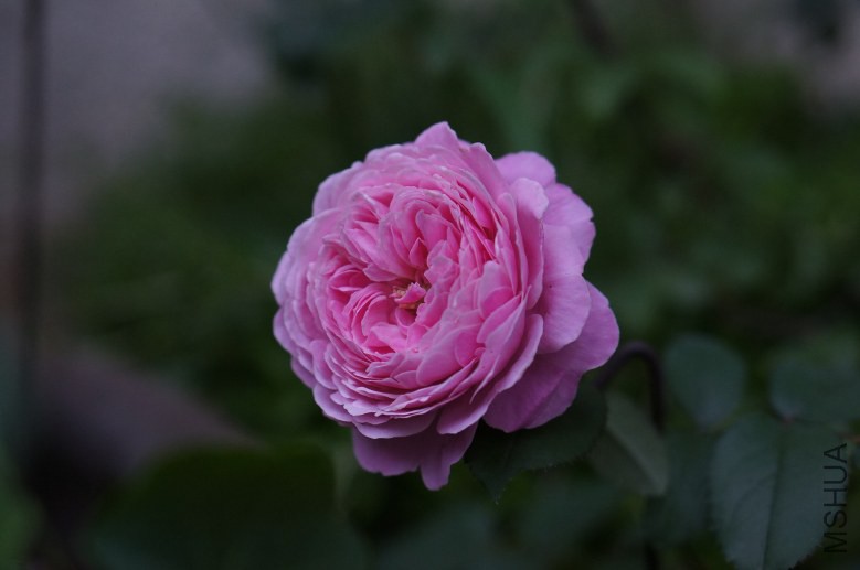 DSC07567_conew1.jpg