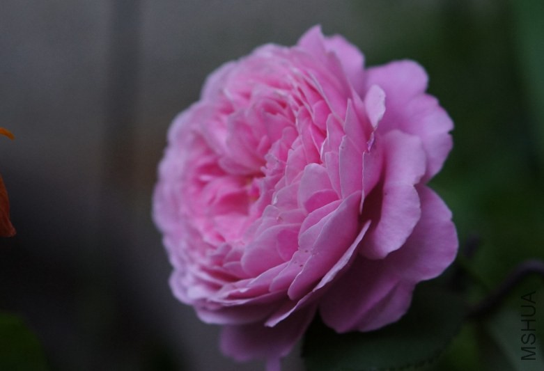 DSC07566_conew1.jpg