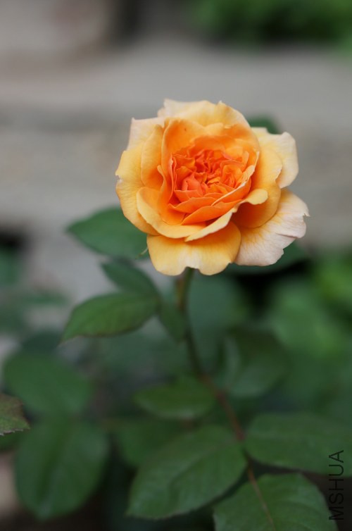 DSC07573_conew1.jpg