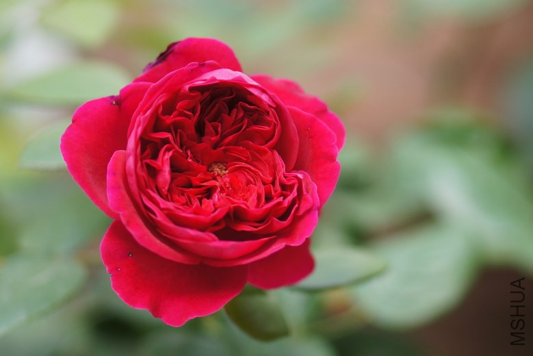 DSC07571_conew1.jpg