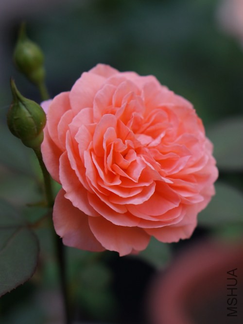 DSC07577_conew1.jpg