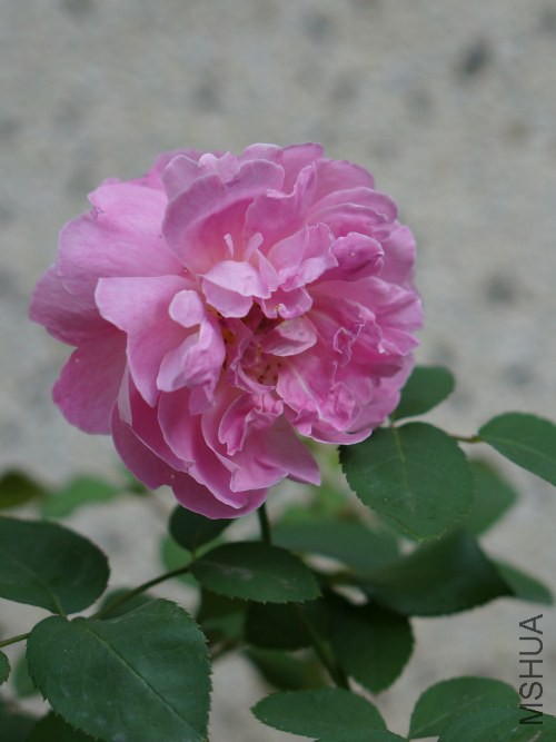 DSC07575_conew1.jpg