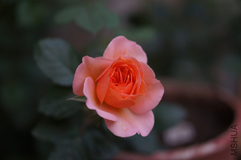 DSC07283_conew1.jpg